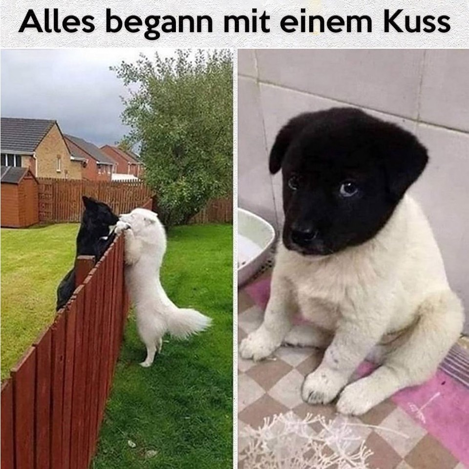 alles begann mit einem kuss hunde welpen schwarz und weiß