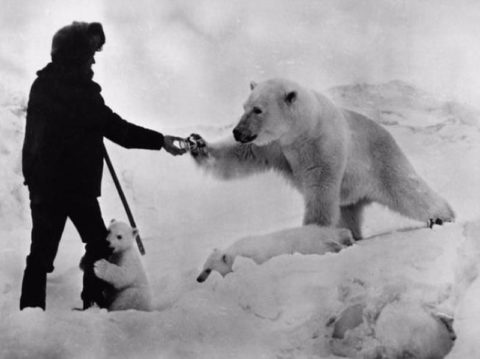 Eisbärfütterung Arktisforscher verschenkt Dosenmilch Russland im strengen Klima der Chuckchi-Halbinsel im Jahr 1980 an Eisbärmama