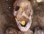 Ägypten: Mumie mit goldener Zunge gefunden