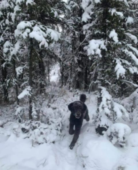 hund oder mann mit rucksack im schnee