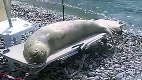 strand wegen corona gesperrt aber nicht für diese robbe auf einer strandliege