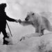 Eisbärfütterung Arktisforscher verschenkt Dosenmilch Russland im strengen Klima der Chuckchi-Halbinsel im Jahr 1980 an Eisbärmama